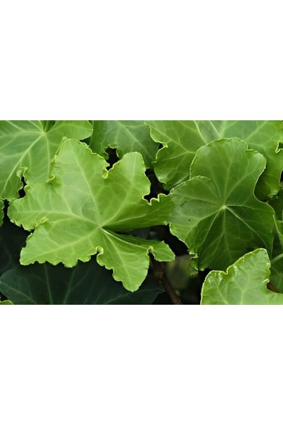 Hedera helix `Parsley Crested` 